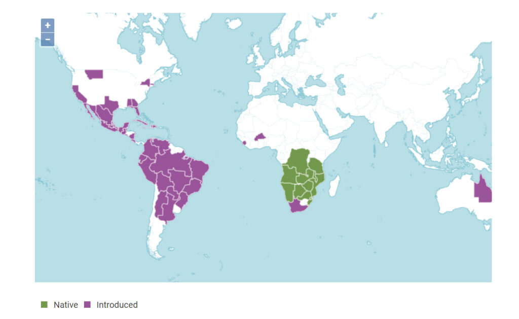 Distribution map for Cucumis anguria